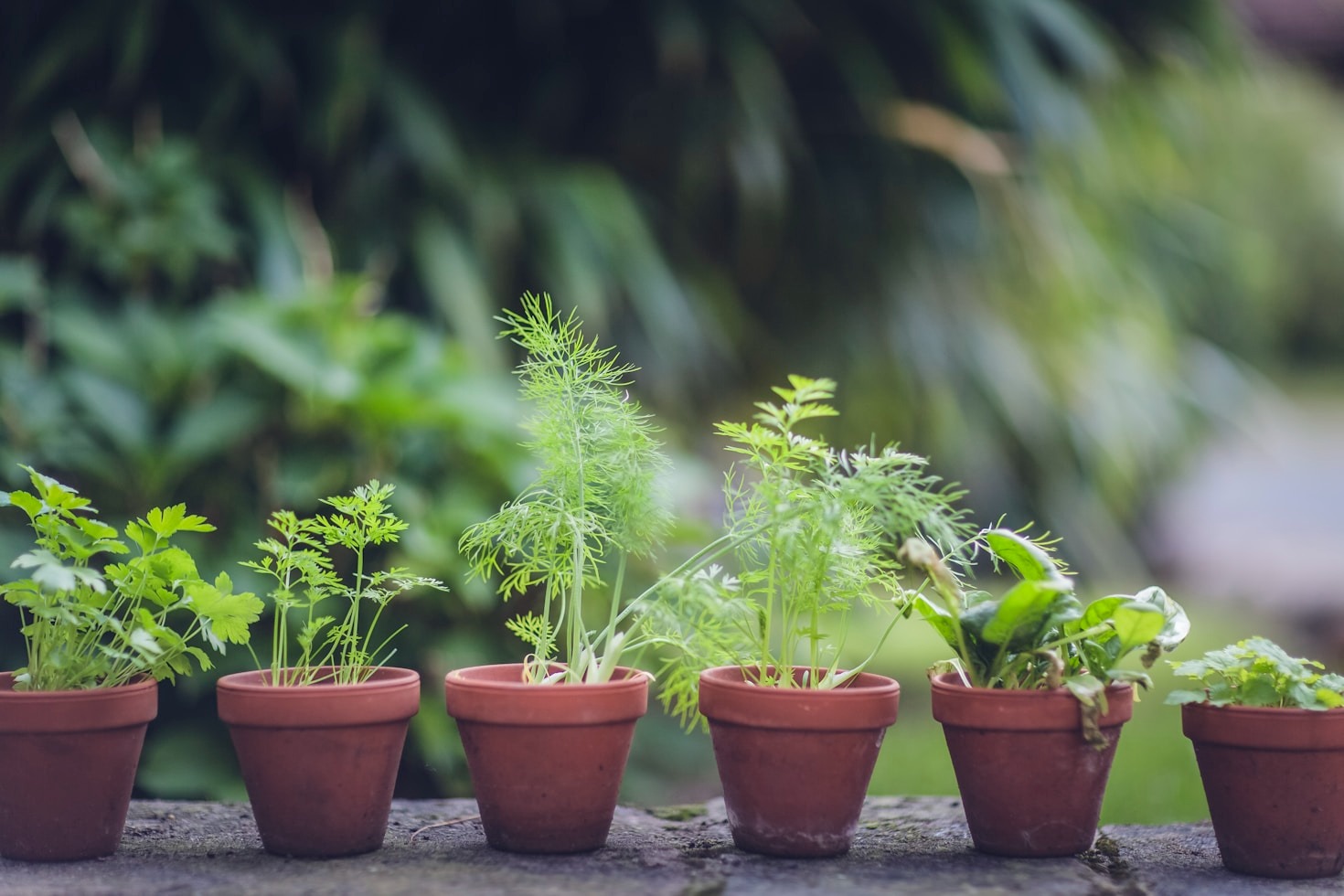 10 Must-Try Herbal Remedies for Better Health