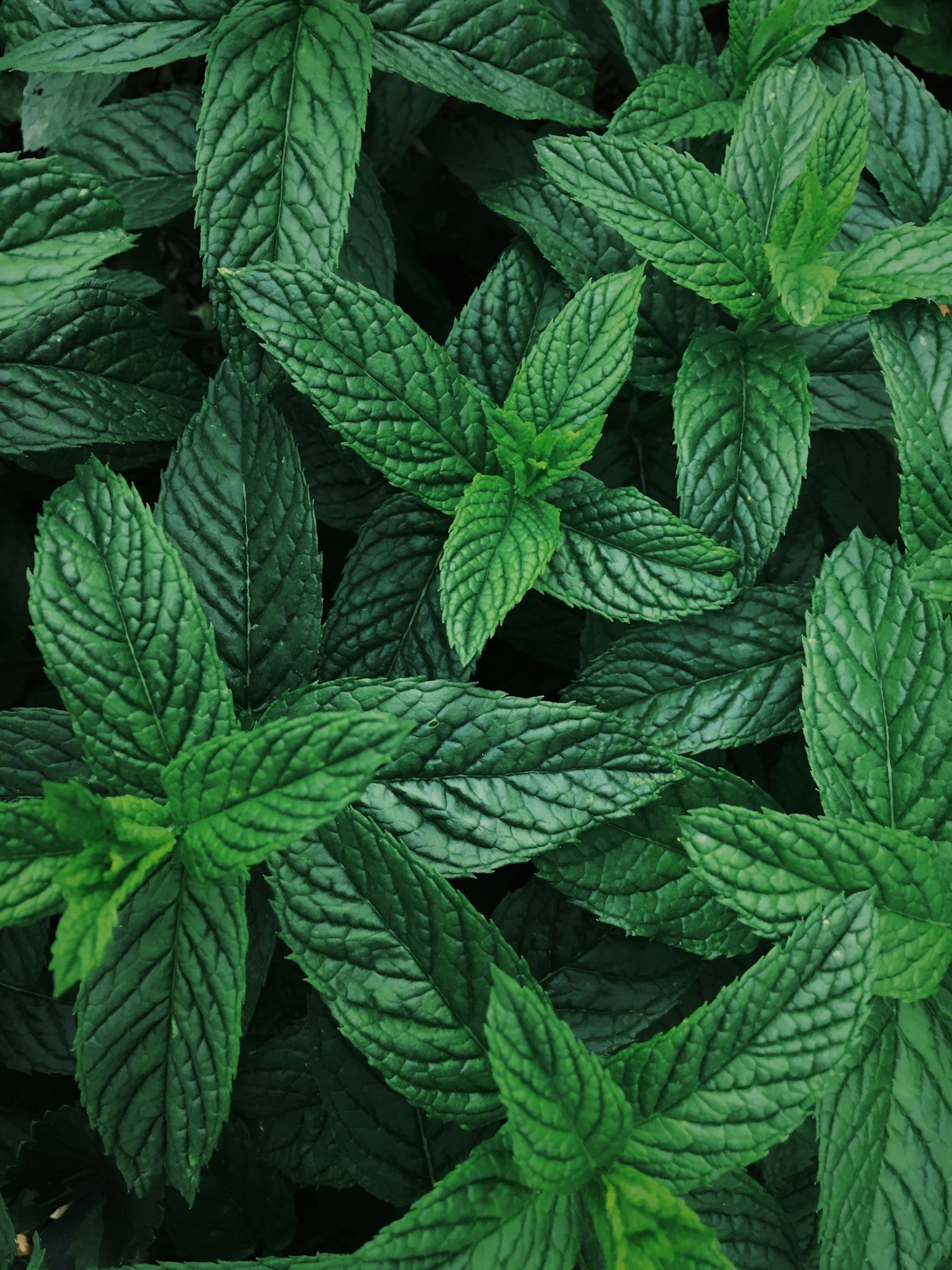 Herbal Solutions for Stress and Relaxation