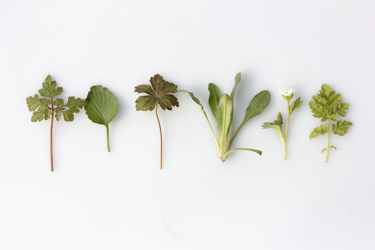 Natural Alternatives to Common Over-the-Counter Drugs