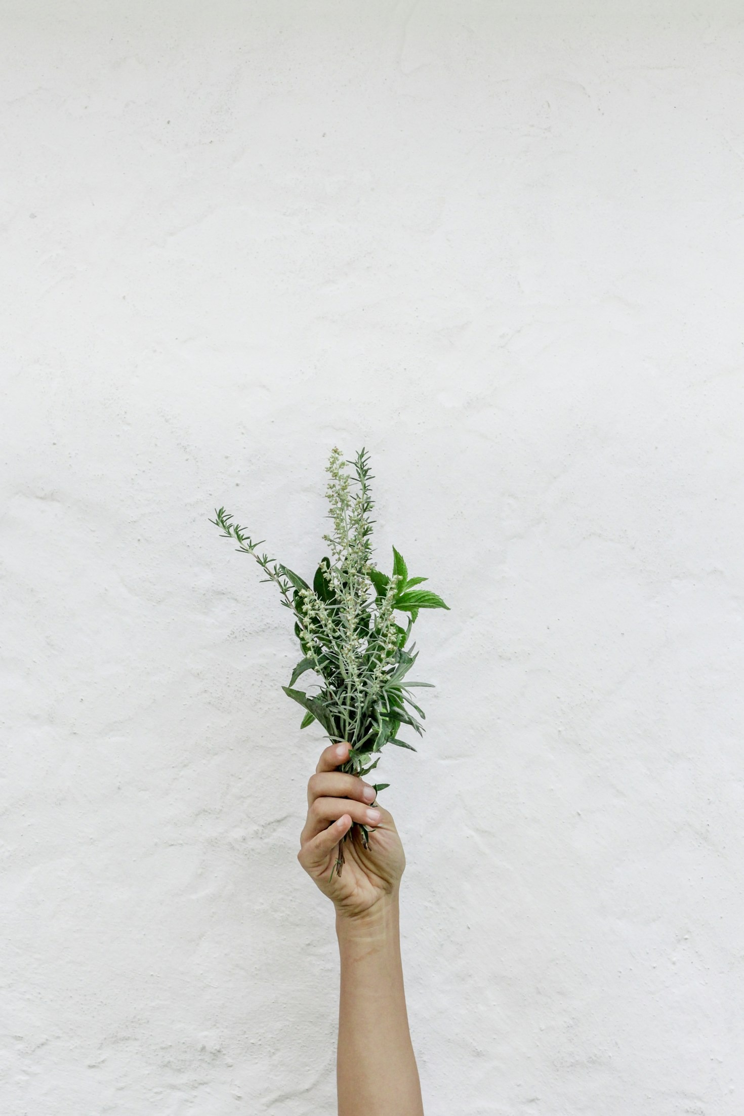 A Beginner’s Guide to Herbal Wellness